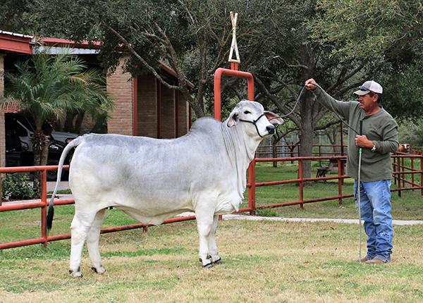 LMC LN Polled Daisy is a 50+ Times TCCA Champion daughter of Kendyl Sellman's.