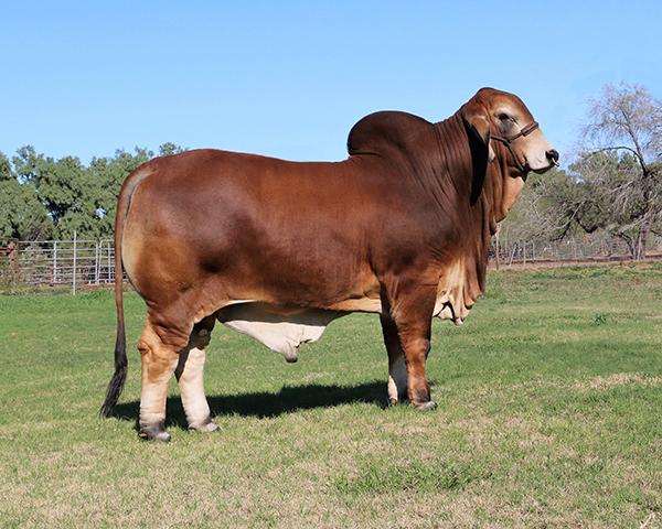 LMC LN Polled Pappo is his most popluar son -  A SMOOTH DOUBLE POLLED BEEF MACHINE !!