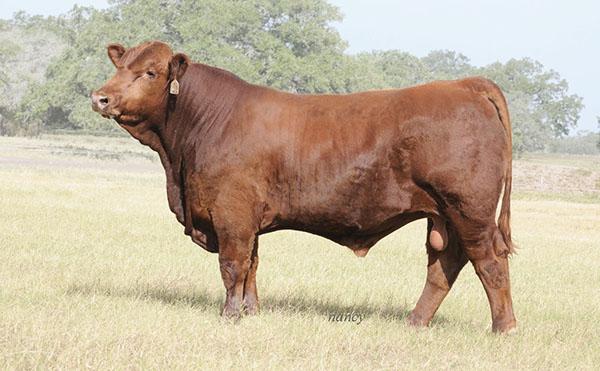 SIRE - SMITH MCCRARY FIREBALL