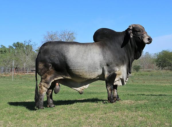 Polled Pathfinder - sire of champions and most massive POLLED bull we have ever seen.