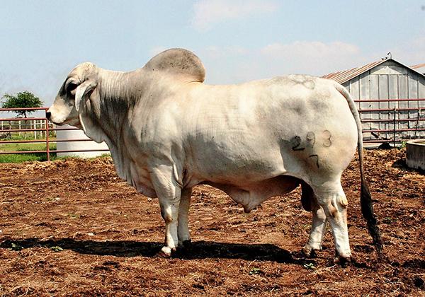 Maternal grand sire - LMC Poll Aussie owned with Schneider Brahmans - semen available.