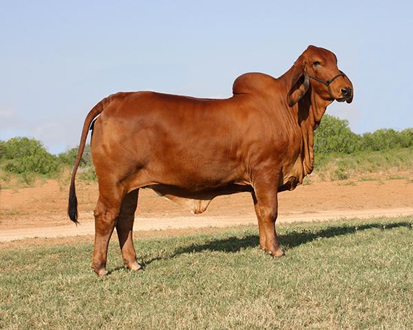 POLLED donor dam for La Negra and LMC- sired by the popular and productive X-Ray 