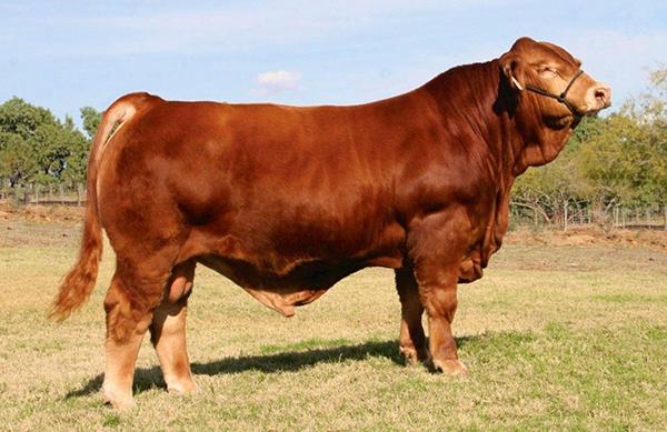 National Champion Sire LMC Gold Medal as short yearling.  Semen available - 3 units for $900.