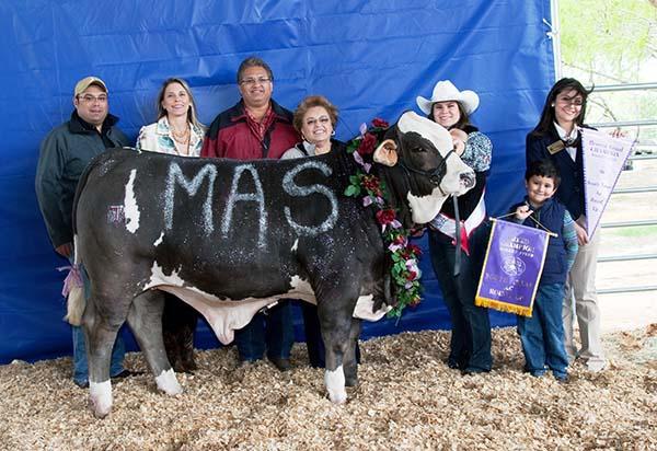 Champion Steer sired by LMC LF Goliath