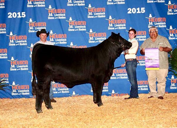 Many times Champion Heifer sired by LMC LF Goliath