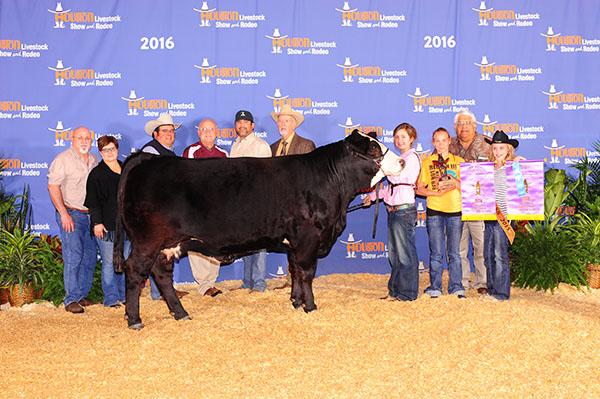 Many times Champion Heifer sired by LMC LF Braveheart