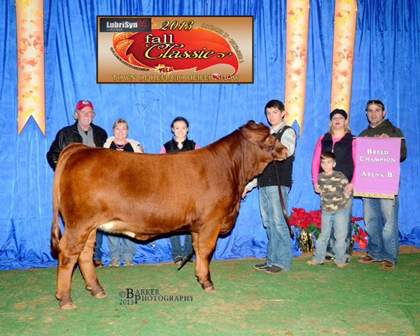 Many times Champion Heifer sired by LMC LF Braveheart