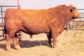 Meyers Red Line - Sire to embryos