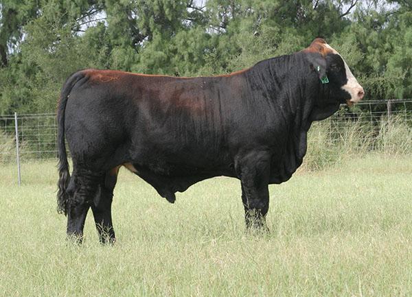 LMC Redline Amigo U353 - Full sib to embryos