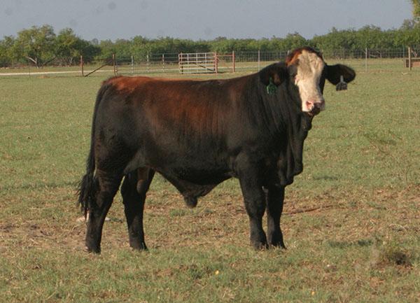 LMC Redline Amigo U354 - Full sib to embryos