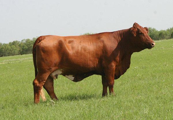 LMC Daisy 5R/272 - Full sib to embryos