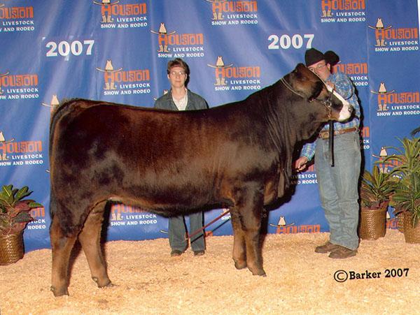 LMC Annie 5R/280 - Full sib to embryos