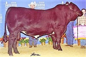 HR Powerhouse I - Sire to embryos