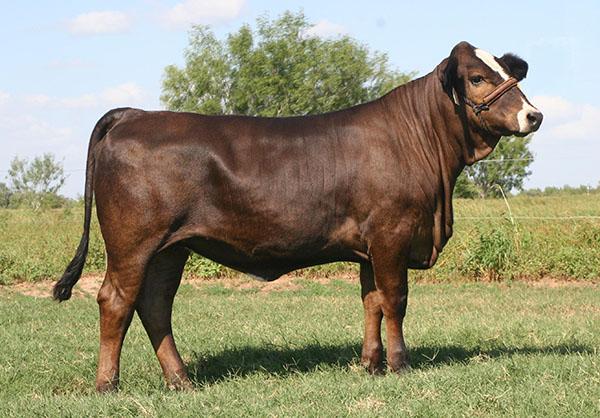 LMC Mariah 5R/276 - Full sib to embryos