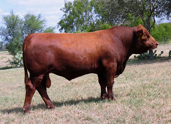 Mr. Ishee Precision Red - SIre to embryos