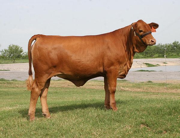 LMC Teya 3T/301 - Full sib to embryos