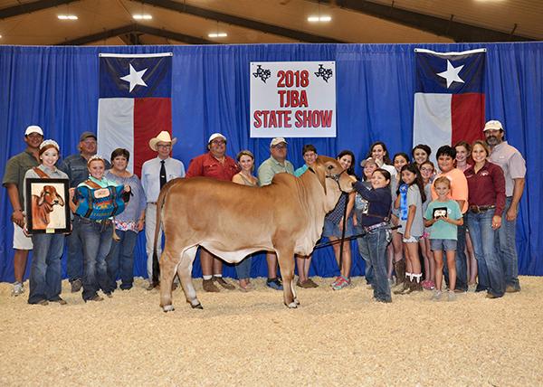 LMC LN Polled Crystal - champion full sister