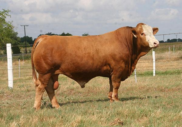 Maternal Grand Sire - LMC Rhino - 2011 International Champion