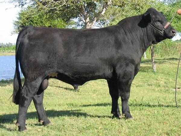 Maternal Grand Sire - LMC EF JW Black - Sire to LMC ATZ Dr. Feelgood, LMC HS Rocco and LMC Miss Diva