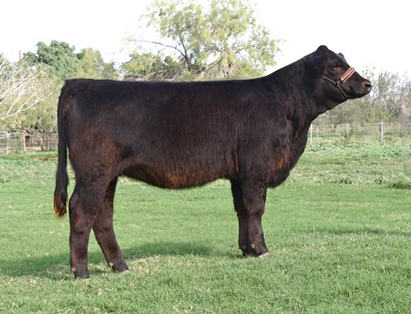 Dam as a Heifer - LMC Baylee - in the Top 1% for 5 EPD Traits and in the Top 5% for API