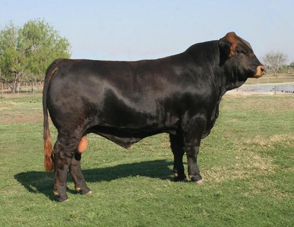 LMC LF Braveheart - Maternal Grand Sire