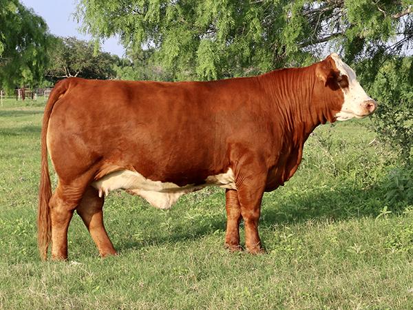 Maternal Grand Dam - BBS Jennie Walker - 2009 Grand Champion @ San Antonio Jr. and dam to 2016 & 2018 Grand Champion