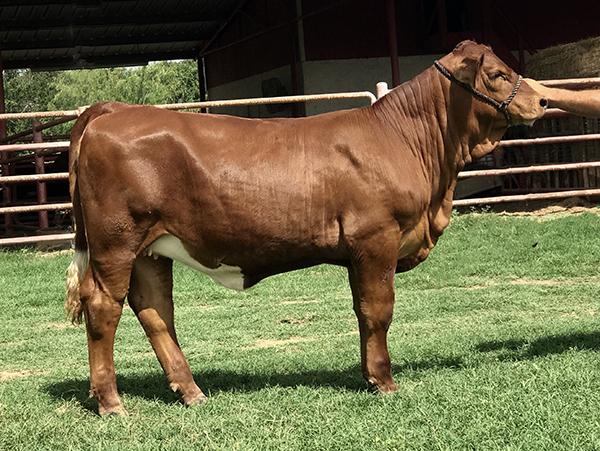 Daughter - LMC BETM Jordan - A Champion High Selling Purebred in March 2018 LMC GenePLUS