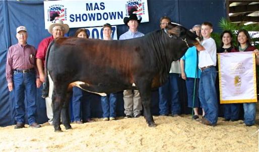 Dam - LMC Blueberry - Full Sister to Triple Crown Winner - 2007 Reserve Champion @ Superbowl and MAS Showdown