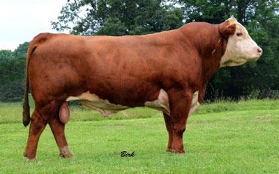 Lot 8 Sire - KCF BENNETT REVOLUTION X51