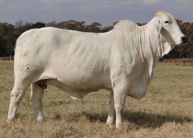 DAM:  JDH LADY MANSO 187