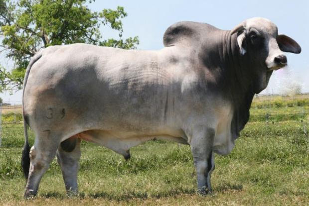 Paternal Grandsire - +LMC LF Ambassador - Semen is Available - Call 956 - 802 - 1641. 