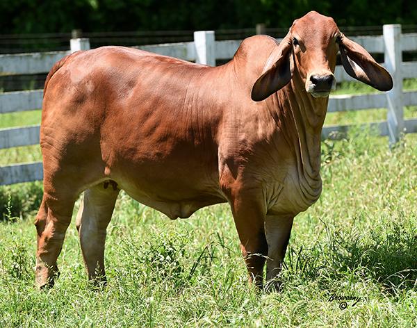 Typical POLLED Rio Rojo daughter