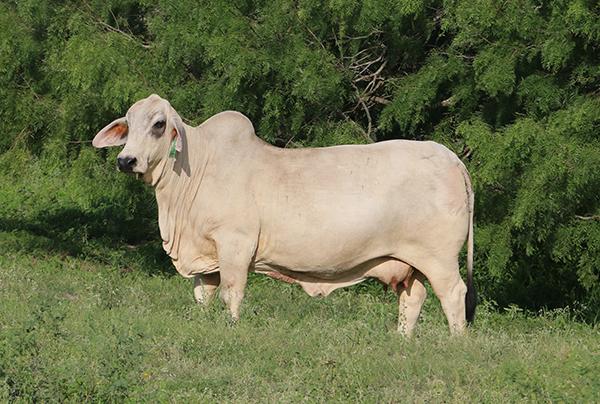 Paternal Grand Dam - our best cow that could be the Breed's Standard of Excellence !!