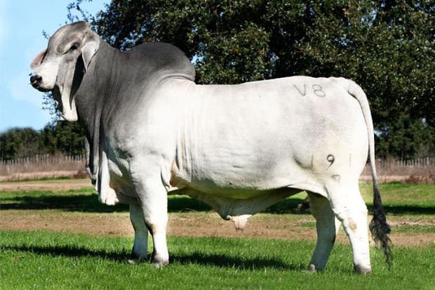 Sire - Mr. V8 191/7