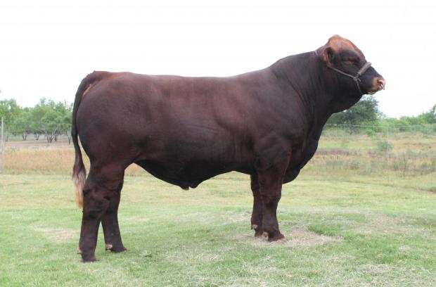 Sire - LMC 6G Red Rock - International Champion