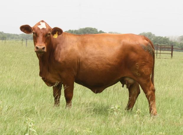 Dam - 6G Evangeline - daughter of Lot 25