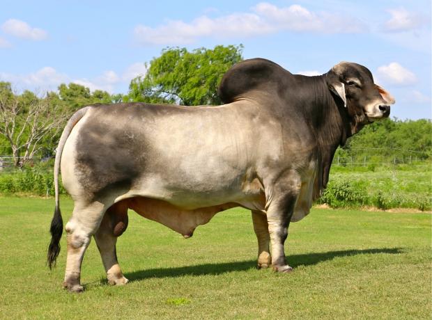 Sire - the DOUBLE POLLED LMC Polled Sambo - breeding shares available