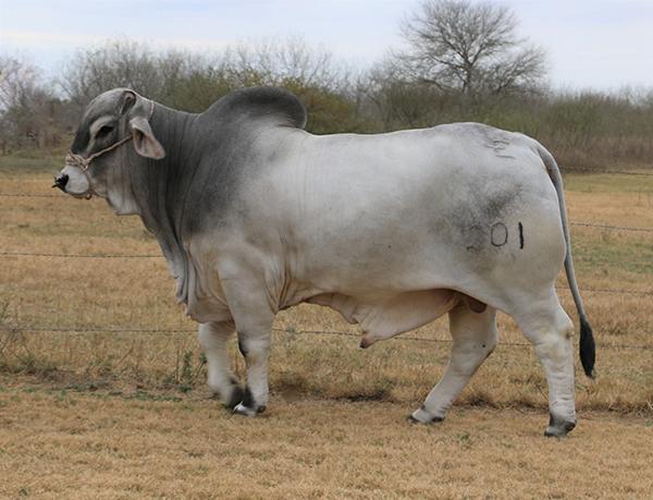 Sire - Caporal is LMC Polled Sambo's oldest son and is doing ECC a great job.