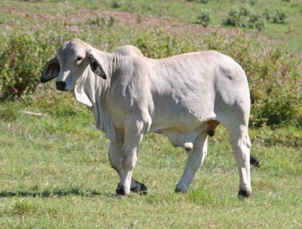 Polled Pathfinder as a calf