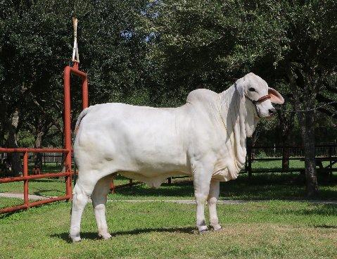 Champion maternal sister sired by Lot 12 and owned by Emilio Ramos