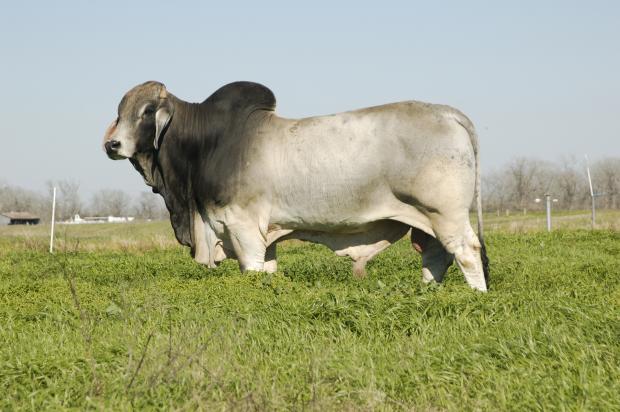 Sire: JDH Geronimo Manso