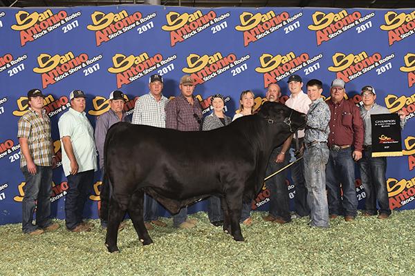 Half Brother Champion Brangus Steer 2017 San Antonio