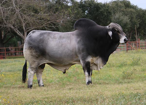 Sire - LMC Polled Madison offers MUSCLE, correctness, breed character  & POWER. Semen is available !!