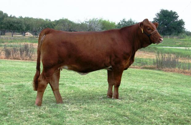 Dam - LMC BETM Walflower - sired by the great LMC EF JW Black