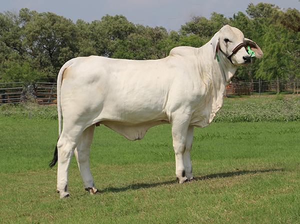 LMC Polled Alicia is a double polled paternal sister co-owned with Hondo Martinez.