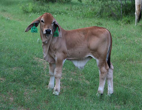 Son - first Polled Pathfinder calf born out of Polled Madonna. He has the bone, body, look & power we are breeding for.