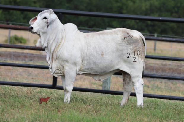 Daughter - 2023 Brahmans at the Camellia Consignment - BCC Lady Grace 210/2