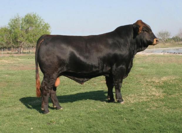 Maternal grand sire - LMC LF Braveheart