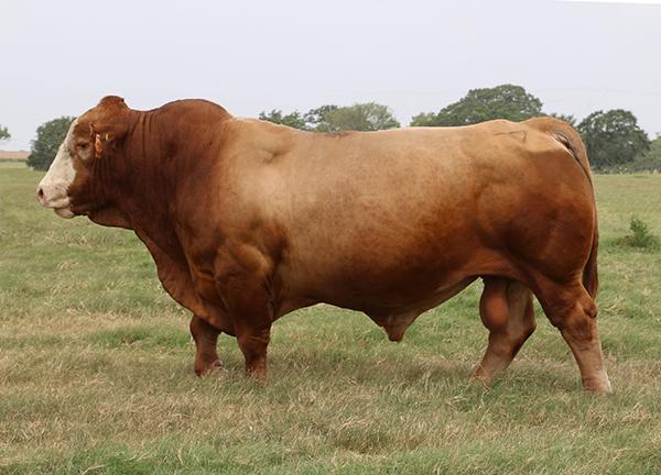 International Champion - LMC Rhino - sire of Lots 20 - 22