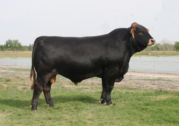 LMC LF Goliath is the sire of Lots 22-26 and Lots 28-30